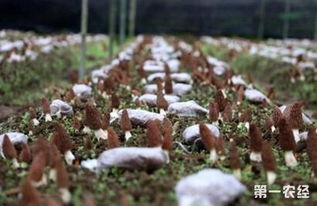 而立之年种植羊肚菌放手一搏年收入30万