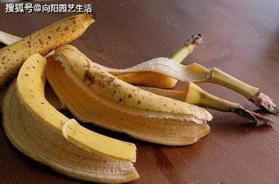 香蕉皮不要丢,教你一招变 钾肥 ,养花效果好,轻松养爆盆