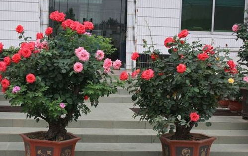 夏天用 它 来养月季,再也不担心月季养不好了,新手值得一看