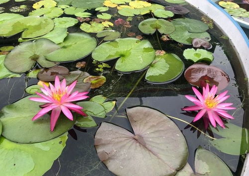 怎样养好睡莲 记住3个方面,花朵大色彩丰富很漂亮