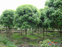 桂花,桂花苗,四季桂,香樟,桂花树 桂花常识,桂花品种,桂花图片,丹桂,金桂,四季桂,银桂,月月桂,八月桂 神仙树大院 成都搜狐焦点业主论坛