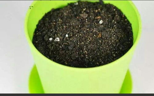 腐叶土要怎样处理,才能用来养花