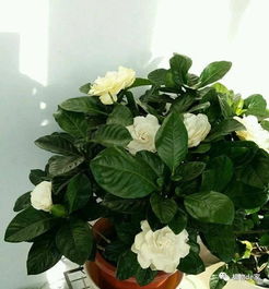 栀子花黄叶别乱动,解决3个问题,叶子绿又大,花开多又香