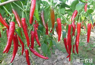 辣椒卷叶的原因以及解决办法