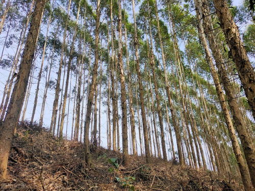 号称 植物王国 的广西,为什么还找不到替代桉树的树种