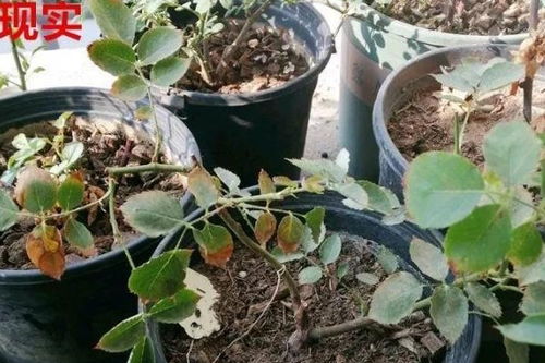 最难养的6种花,买一盆死一盆,想想都生气