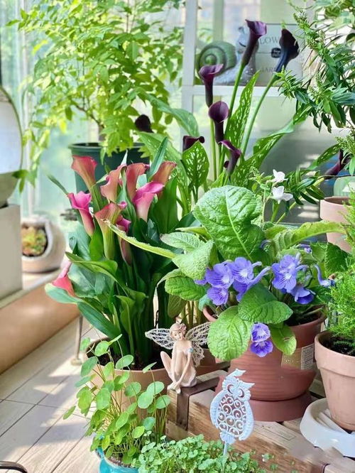 5种花 不吉祥 ,家里养了 花旺人不旺 ,千万要谨慎