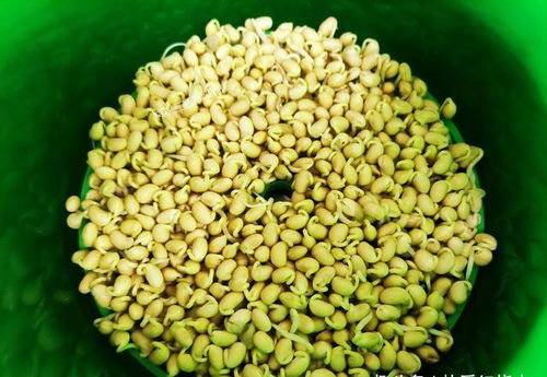 用了我这办法,发黄豆芽不会变臭一次就成功,五天就长15厘米高
