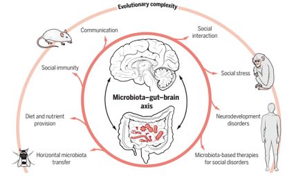 微生物组与代谢组联合研究丨微生物 肠 脑轴的研究和应用专题