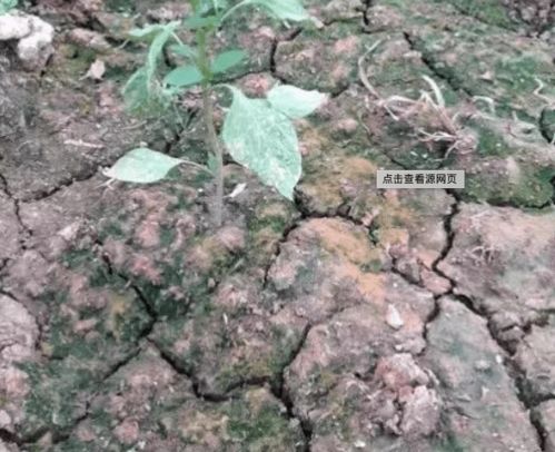 禁止用粪,这时候一定要禁止 赶紧告诉种植户