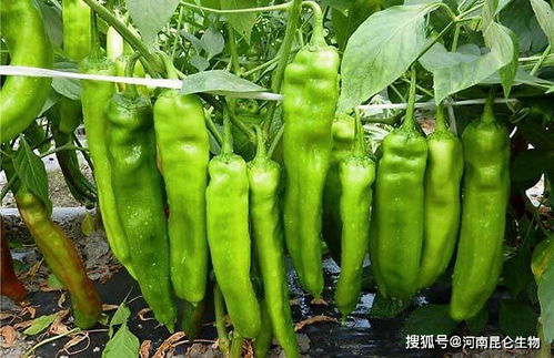 辣椒用什么复合肥 辣椒追施用什么肥料 辣椒打什么叶面肥产量高