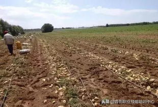 土壤功能退化严重,怎样改良现在的土地 这些办法很有效