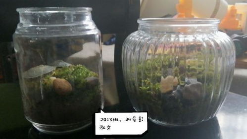 小瓶子大世界 长沙市南雅中学学子开展环保微景观生态瓶DIY制作活动