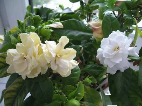 6月养栀子,做好这 3个方面 ,浇上 2种水 ,叶油绿 花更旺