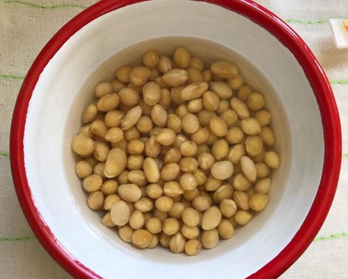 黄豆 泡 水里,发酵成浇花水给花来一点,啥花都能养好
