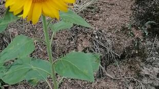 网购大粉非洲菊种子 5.9元买了100粒,长出来不会是野草种子吧