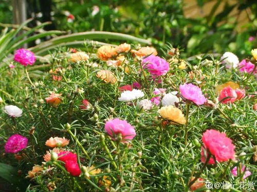 9种花特怕冷,低温浇水容易冻死,夜晚套袋子保暖