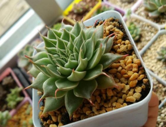 植物什么时候需要换盆 出现这3种状况换盆,2个换盆禁忌要牢记