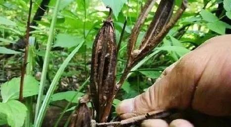 腐殖土种植兰花容易烂根 看看这三个实例,新手也能养好兰花