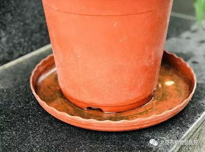 大雨后,盆栽这样做,以后少生病