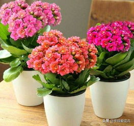 5月来临了,这 5种花 养几盆,一年 300多天 有花看,太漂亮