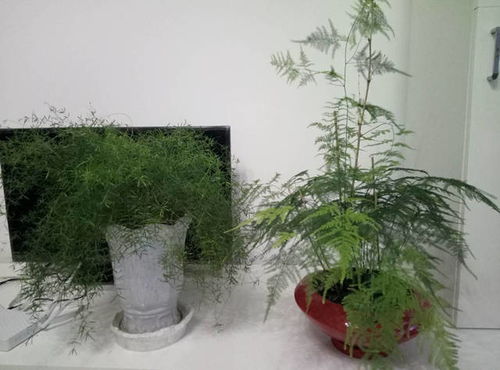 崩溃 同事说我家绿植太多,阴气太重 我养些花草怎么了