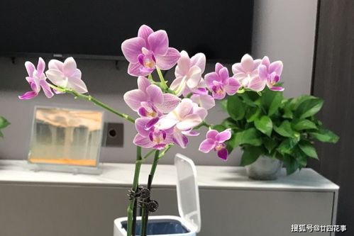 4种花,别用园土养,容易烂根,养一盆死一盆