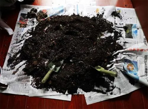 泥炭土是怎么来的 弄清原理后,自己在家做,用来养花超有营养