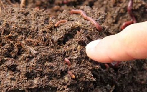 植物生长的土壤里常常有哪些小动物 这说明土壤里有什么