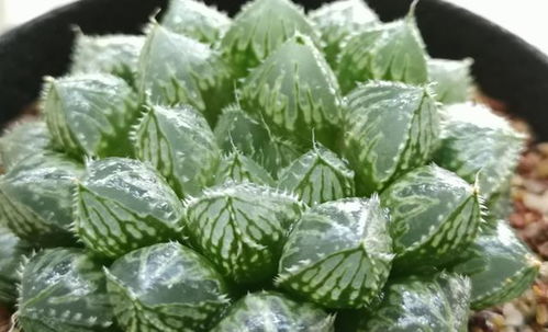 珍珠岩和椰糠以及园土混合养多肉可以吗 最好不要,因为太过保水