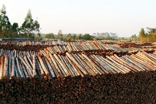 禁桉吗 广西启动 清理桉树 行动 对桉树木材价格影响有多大