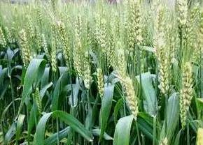 虫早已不是原来的虫,你却还用原来的药 怎么会有效 无效药名单