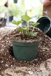 小技巧 改变盆花碱性土壤的三种方法