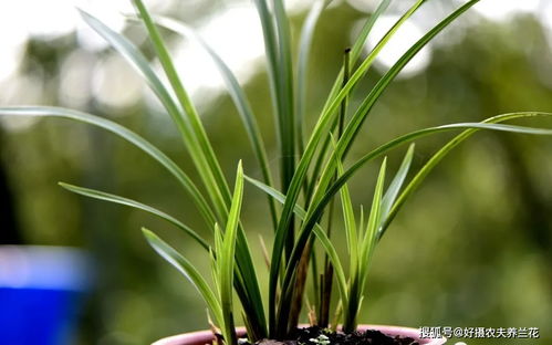 兰花植料经典配方,20天长新根,一年不用施肥
