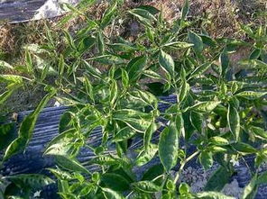 辣椒 黄瓜等蔬菜使用农药不当造成药害,农户应该怎样做才能快速补救