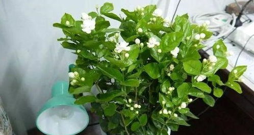 养花必备 3种花 ,清香淡雅 清热去火,养家里作用多