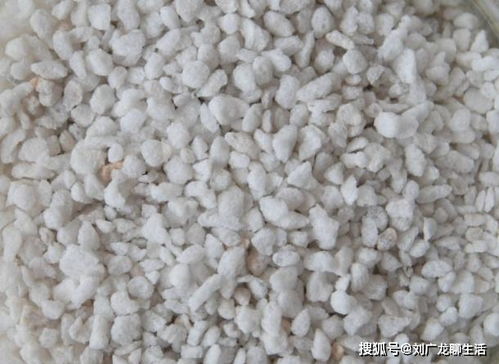 叶插多肉,刺激生根用 它们 ,又省钱又有趣,学会了收获一大片