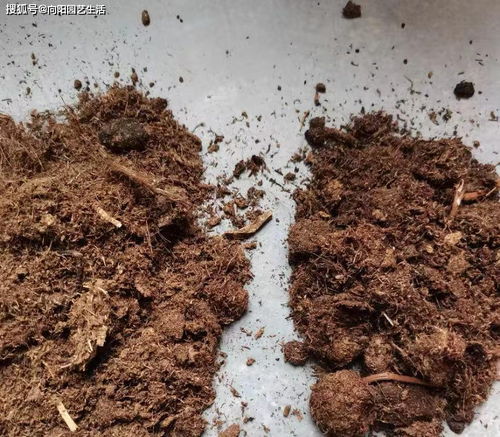 不值钱的椰糠,被商家加在泥炭土里,卖给不懂土的小白,可恨