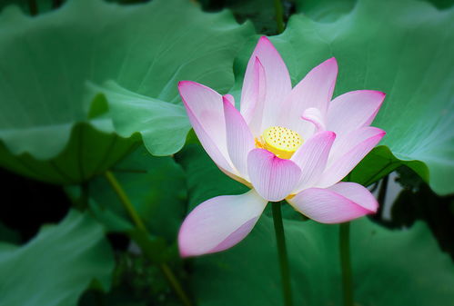 2月份,月老临门,前情未了,旧爱逆袭,将与前任和好的4生肖