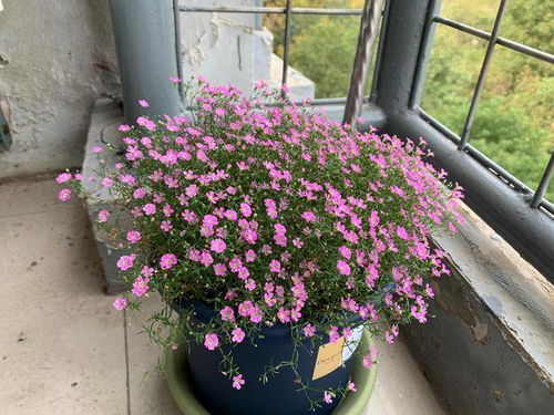 羊粪能直接放花盆里