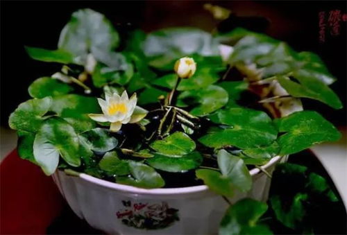 碗莲无土栽培会开花吗 营养保证是关键,情况换水避免腐烂,花美