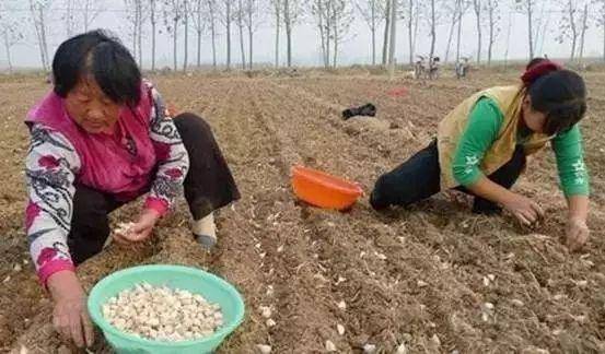 在农村,农民播种大蒜后还要用稻草覆盖,到底能起什么作用呢