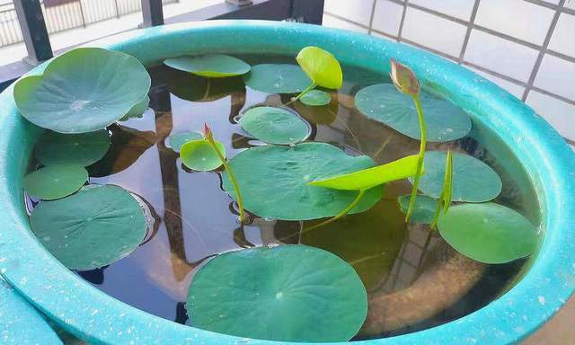 买碗莲种子别贪便宜,很多都是假的,3个方法帮你辨别