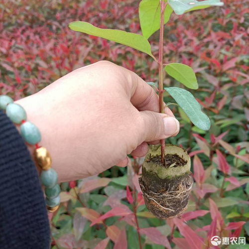 为什么26号比29号桉树要贵一些