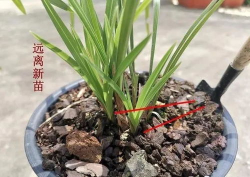 复合肥可以直接撒花盆里吗