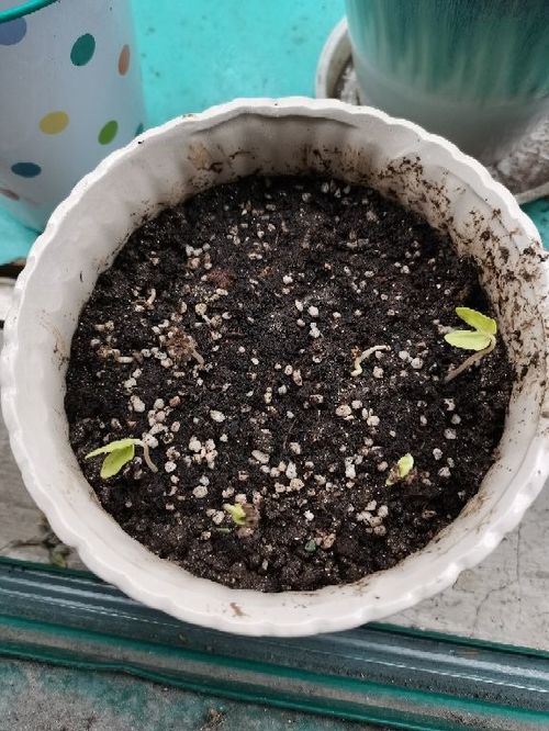 春天养花最好用营养土, 好处有3点,性价比超高