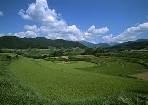 绿色梯田田园风景照片显现美丽富饶的家园