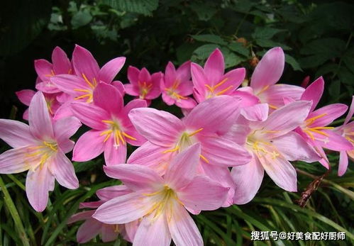 兰花 醋性大发 ,浇点酸水,一月蓬发一大盆,2年分出100盆