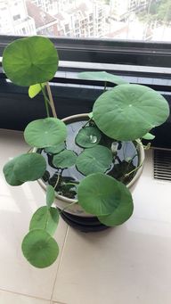碗莲不开花 挖点 荷塘泥 ,换个大花盆,不出一个月就开花