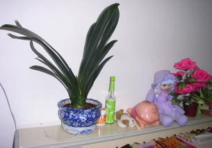 君子兰花怎么繁殖,如何培育,如何选土,多长时间换土 温度湿度有什么要求